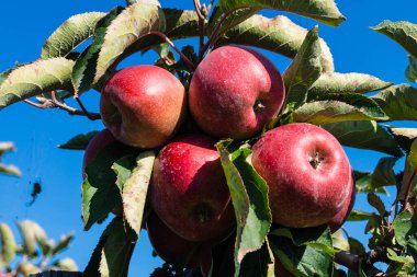 Eski Land Hamburg 'da elma hasadı