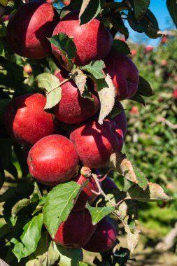 Eski Land Hamburg 'da elma hasadı