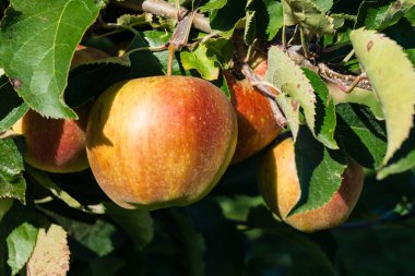 Eski Land Hamburg 'da elma hasadı