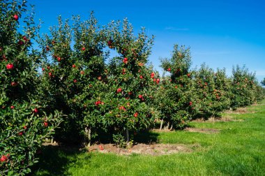 Eski Land Hamburg 'da elma hasadı
