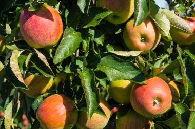 Eski Land Hamburg 'da elma hasadı