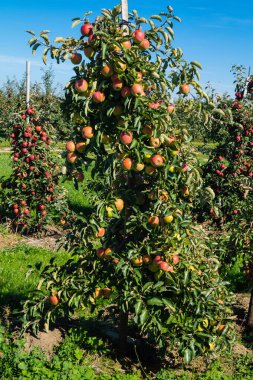 Eski Land Hamburg 'da elma hasadı