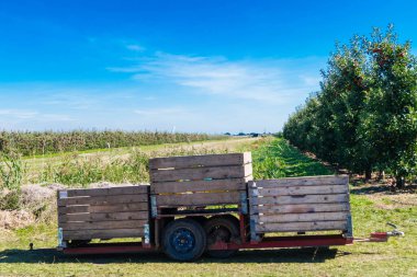 Eski Land Hamburg 'da elma hasadı