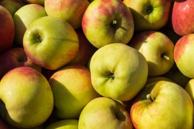 Eski Land Hamburg 'da elma hasadı