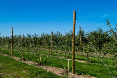 Eski Land Hamburg 'da elma hasadı