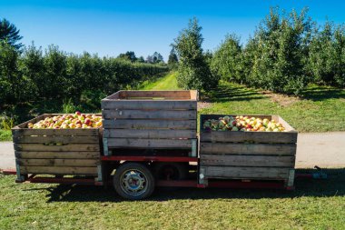 Eski Land Hamburg 'da elma hasadı