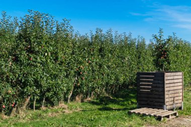 Eski Land Hamburg 'da elma hasadı