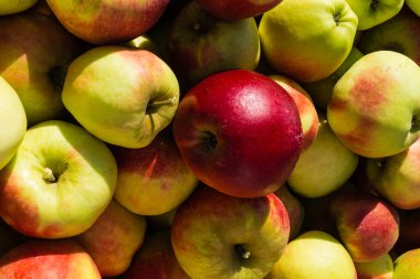 Eski Land Hamburg 'da elma hasadı