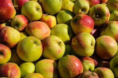 Eski Land Hamburg 'da elma hasadı