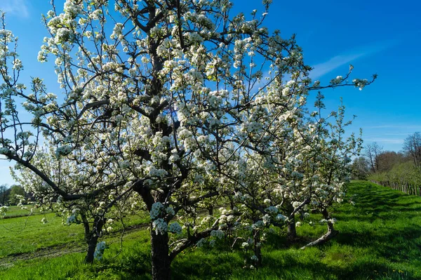 Kwitnące Drzewa Owocowe Starym Kraju Niedaleko Hamburga Niemcy — Zdjęcie stockowe