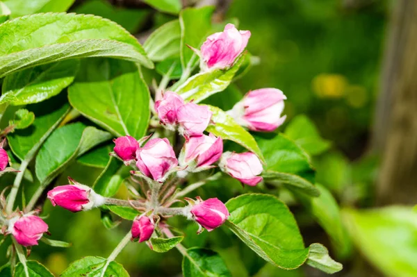 Hamburg Almanya 'sı yakınlarındaki eski ülkede çiçek açan meyve ağaçları