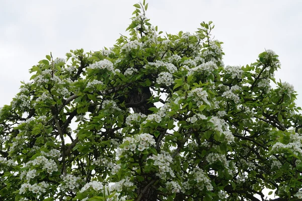 Flowering Fruit Trees Old Country Hamburg Germany — Stock Photo, Image