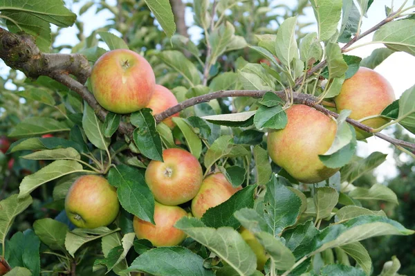Zbiory Jabłek Starym Kraju Hamburg — Zdjęcie stockowe