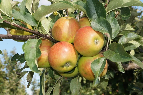 Zbiory Jabłek Starym Kraju Hamburg — Zdjęcie stockowe