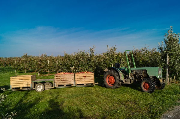 Eski Land Hamburg 'da elma hasadı