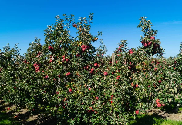 Cosecha Manzanas Antigua Tierra Hamburgo — Foto de Stock