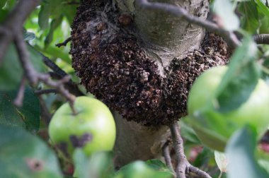 Elma kabuğu hastalığı olan bir yığın elma.