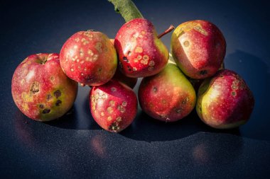 Elma kabuğu hastalığı olan bir yığın elma.