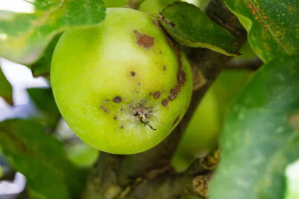 Ein Stapel Äpfel Mit Apfelschorf — Stockfoto