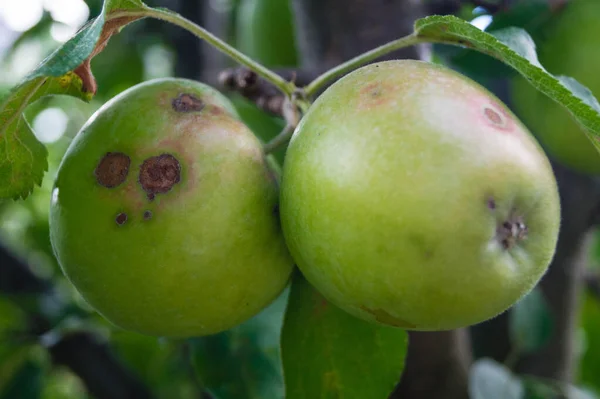 Ein Stapel Äpfel Mit Apfelschorf — Stockfoto
