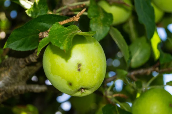 Ein Stapel Äpfel Mit Apfelschorf — Stockfoto