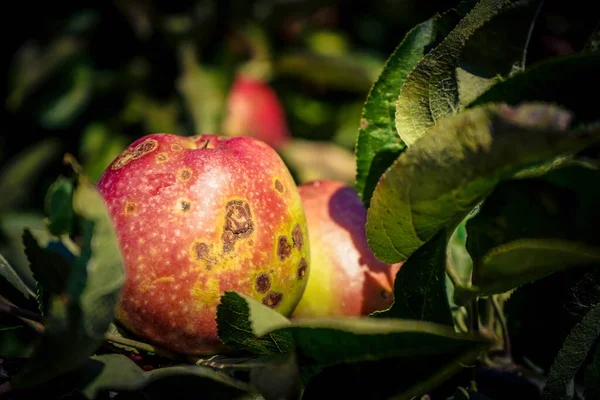 Стопка Яблук Хворобою Яблучного Лопуха — стокове фото