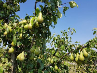 Hamburg 'daki Armut Tarlası
