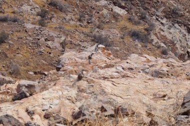 Beyaz kahverengi bir Berber Sincabı.