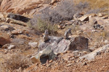 Beyaz kahverengi bir Berber Sincabı.