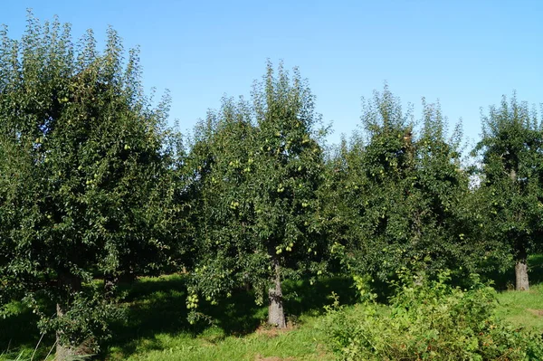 Gruszki Plantage Hamburg Starej Ziemi — Zdjęcie stockowe