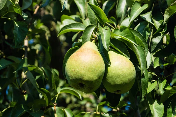 Birnenplantage Hamburgs Altem Land — Stockfoto