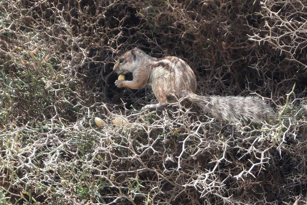 Beyaz kahverengi bir Berber Sincabı.