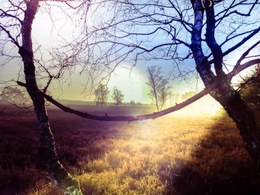 Doğa rezervi Fischbeker Heide