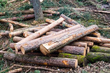 Doğa rezervi Fischbeker Heide
