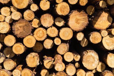 Doğa rezervi Fischbeker Heide