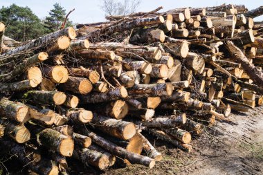 Doğa rezervi Fischbeker Heide