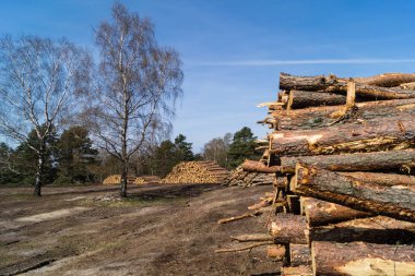 Doğa rezervi Fischbeker Heide