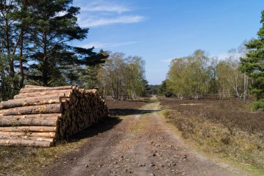 Doğa rezervi Fischbeker Heide
