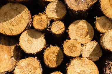 Doğa rezervi Fischbeker Heide