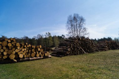 Doğa rezervi Fischbeker Heide