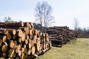 Doğa rezervi Fischbeker Heide