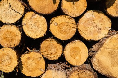 Doğa rezervi Fischbeker Heide