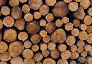 Doğa rezervi Fischbeker Heide