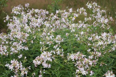 Doğa rezervi Fischbeker Heide