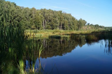 Doğa rezervi Fischbeker Heide
