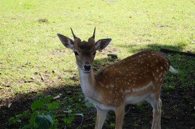 Doğa rezervi Fischbeker Heide