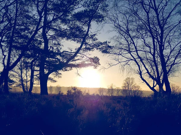 Naturreservatet Fischbeker Heide — Stockfoto