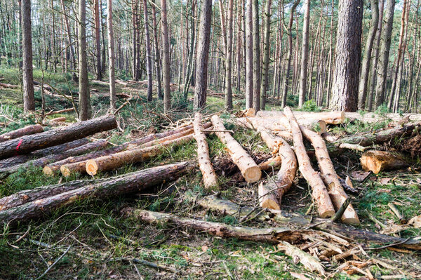 the nature reserve Fischbeker Heide