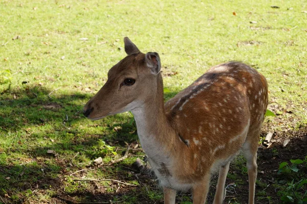 Naturreservatet Fischbeker Heide — Stockfoto