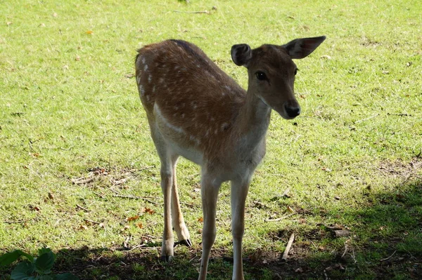 Naturreservatet Fischbeker Heide — Stockfoto